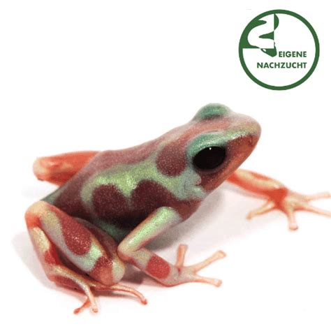 auratus|goldbaumsteiger haltung.